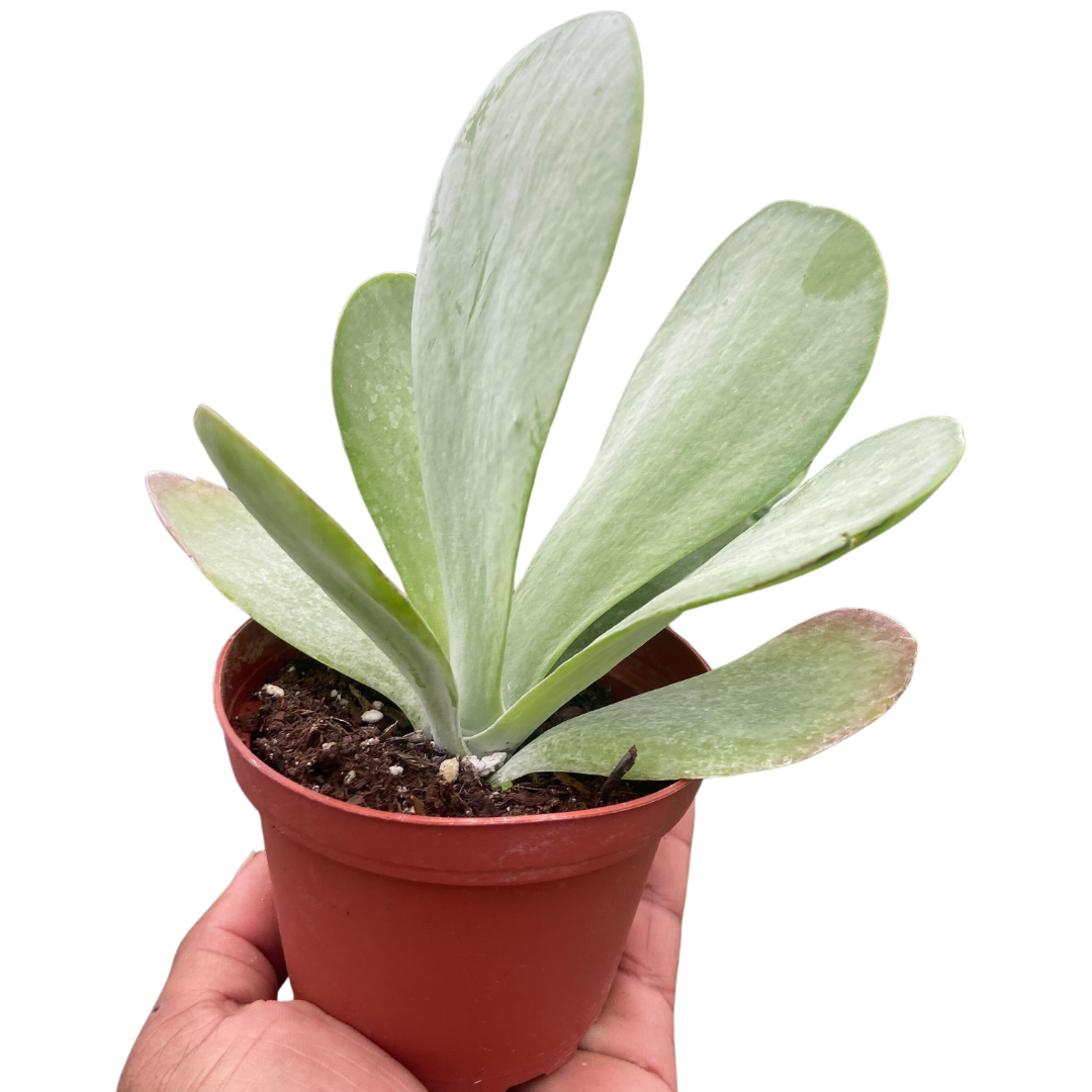 Succulent Kalanchoe &