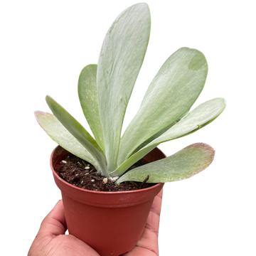 Succulent Kalanchoe &