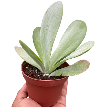 Succulent Kalanchoe &