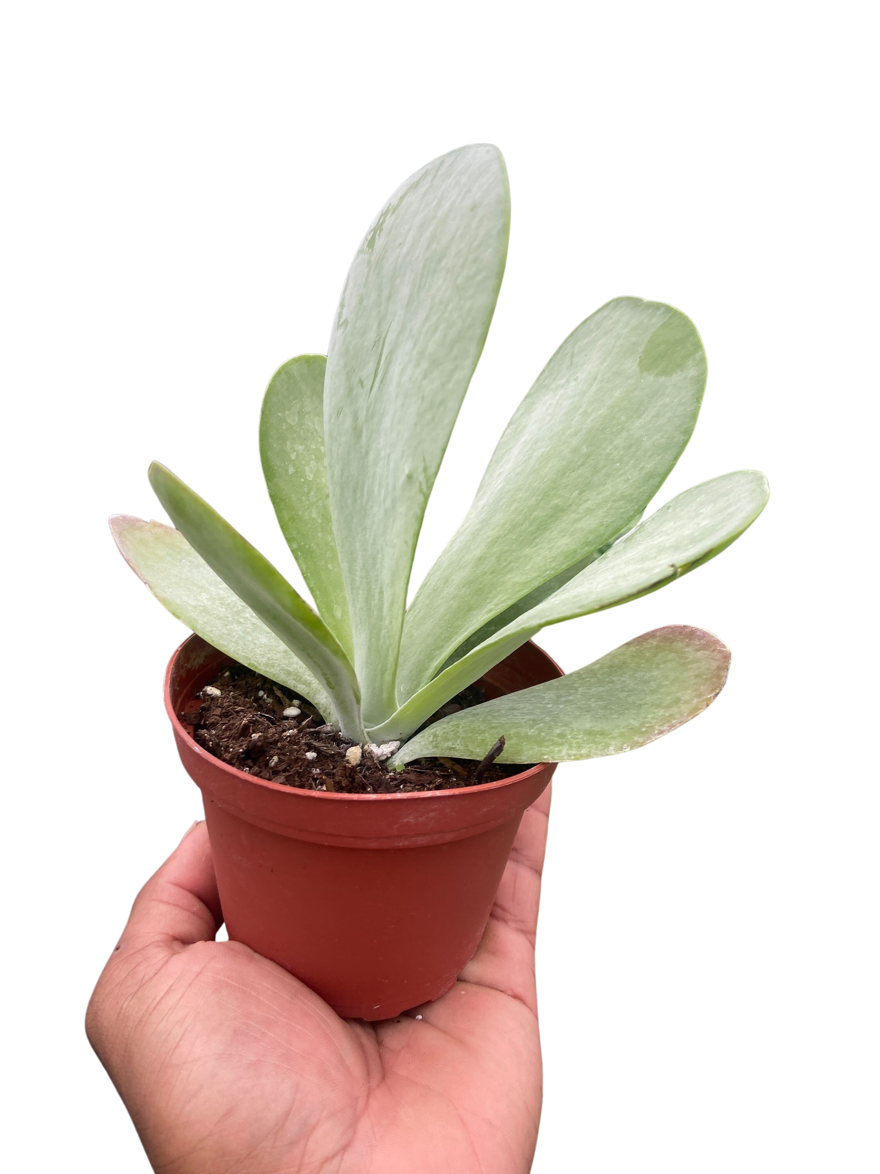 Succulent Kalanchoe &