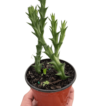 Starfish Cactus (Stapelia orbea variegata) - Ethereal Company-Succulent