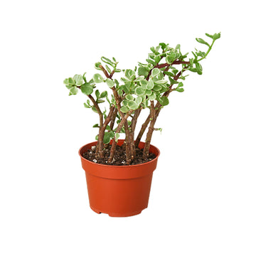 Succulent Portulacaria &