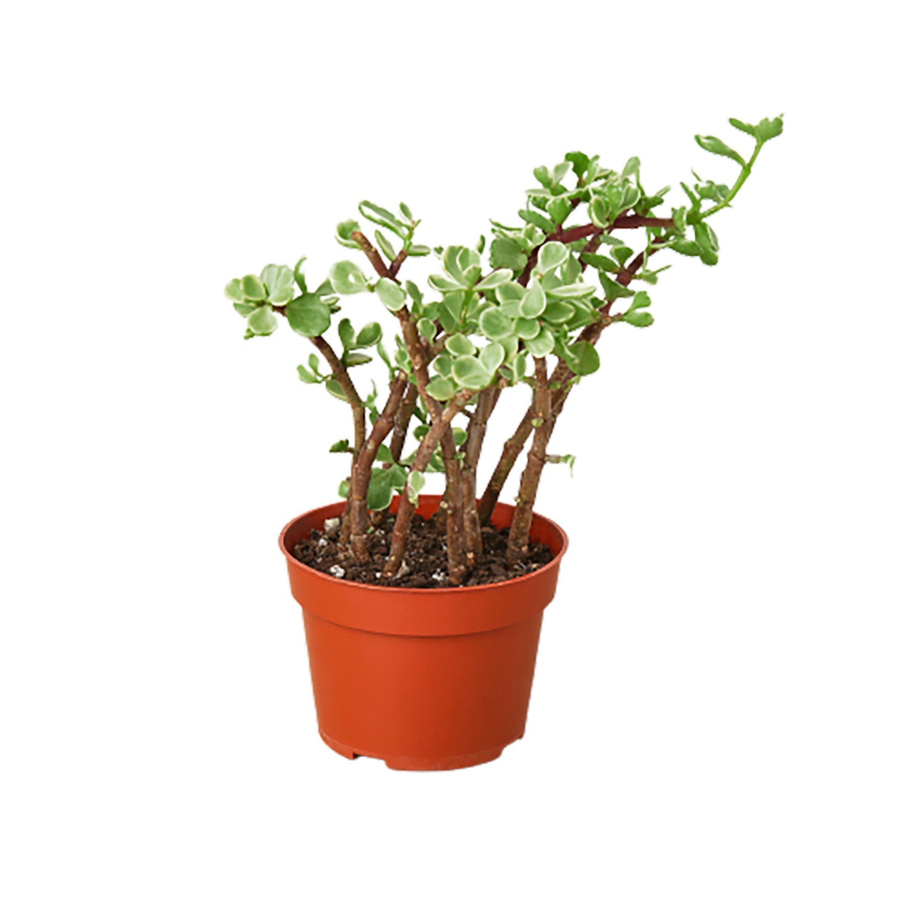Succulent Portulacaria &