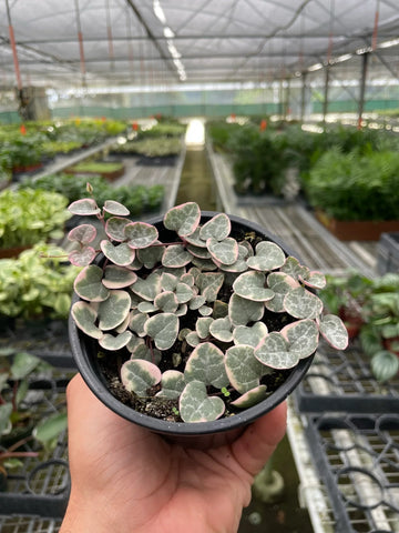 String of Hearts Variegated - Ethereal Company-