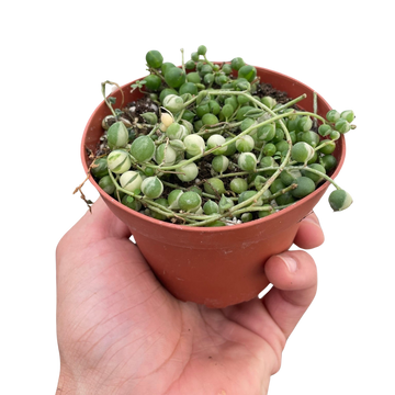 Succulent &