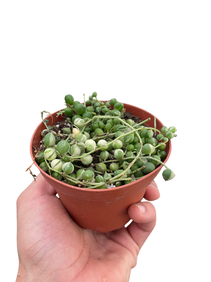 Succulent &