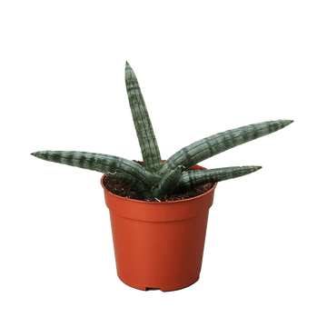 Succulent Stapelia African Starfish - Ethereal CompanySucculent