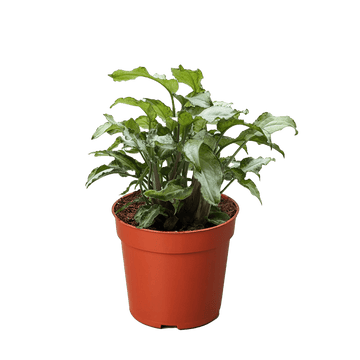 Syngonium &