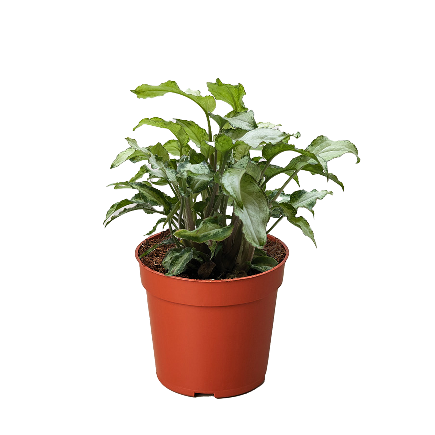 Syngonium &