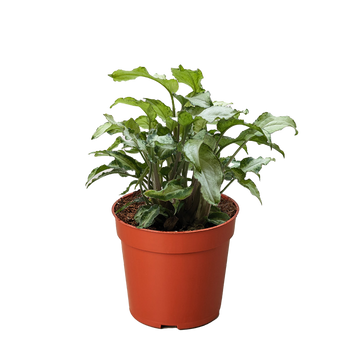 Syngonium &