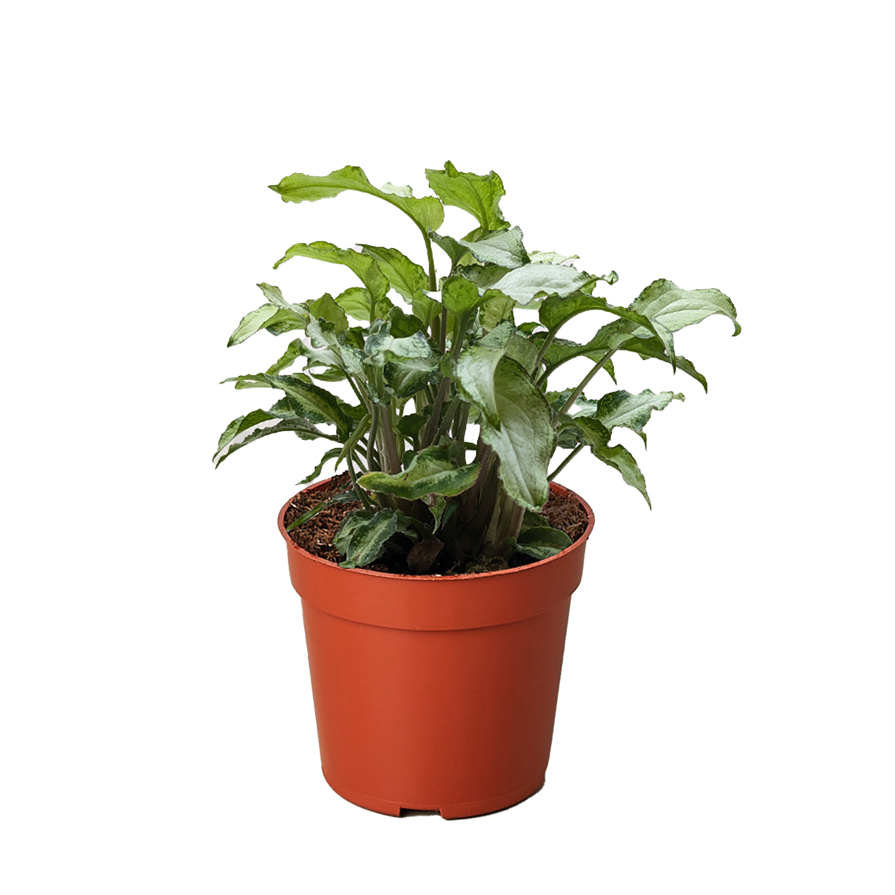 Syngonium &