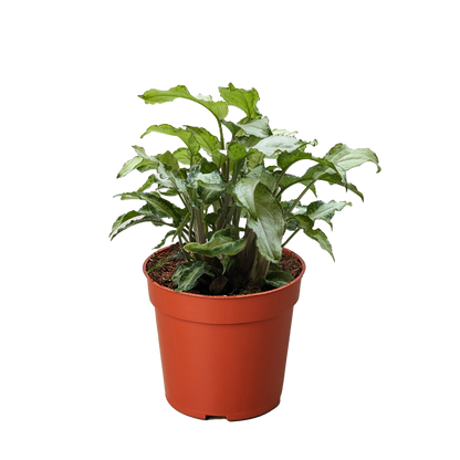 Syngonium &