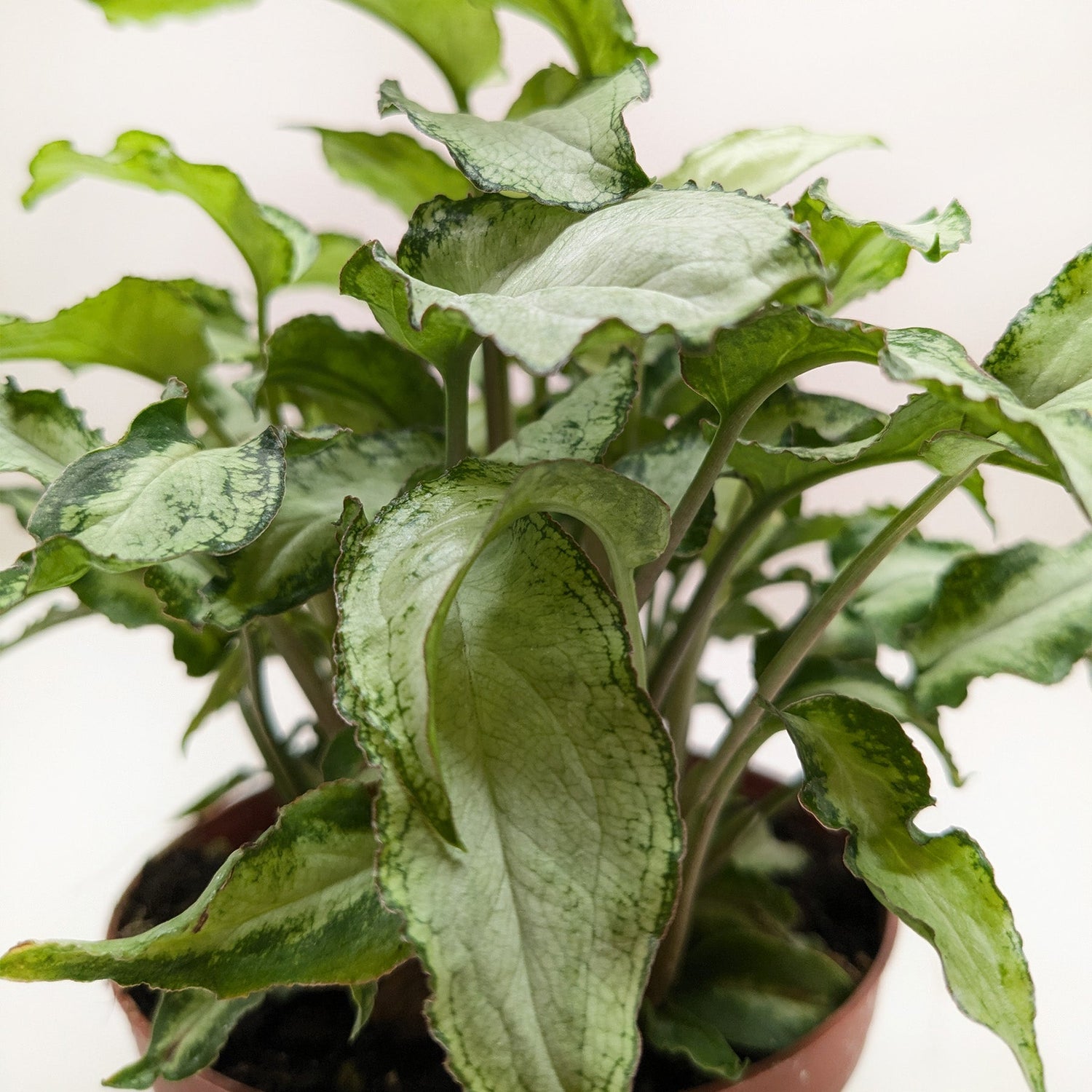 Syngonium &