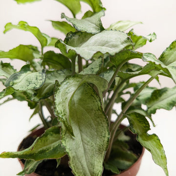 Syngonium &
