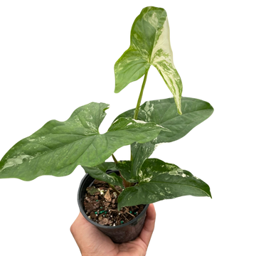 Syngonium &