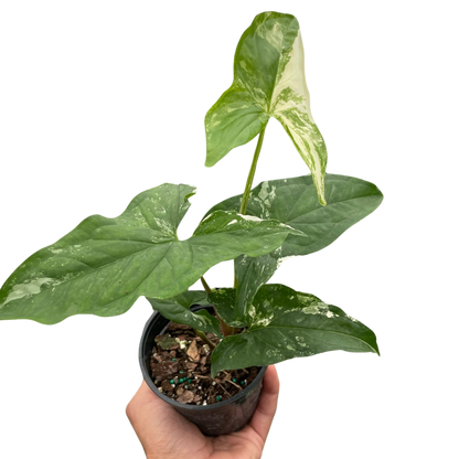 Syngonium &