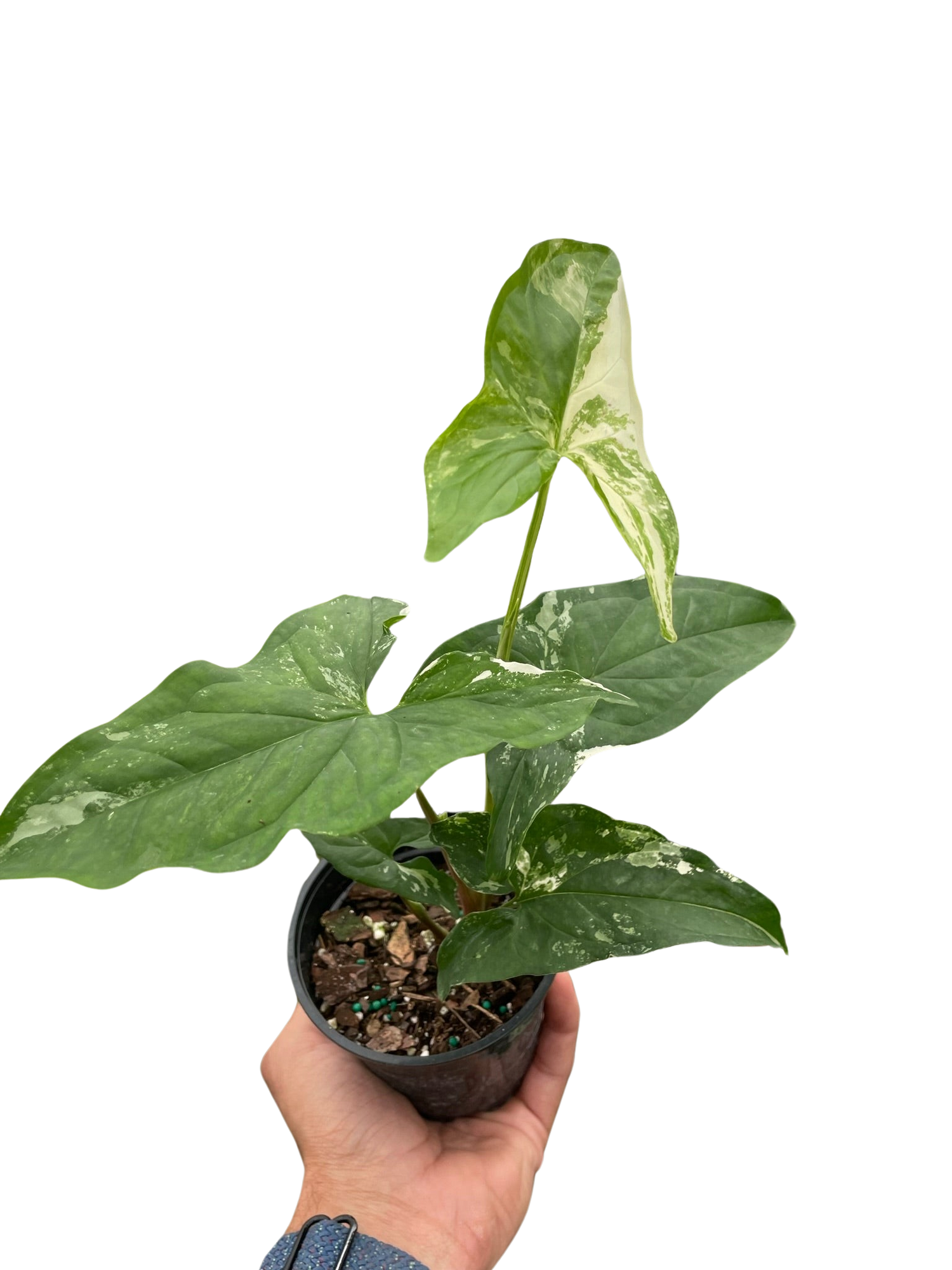 Syngonium &
