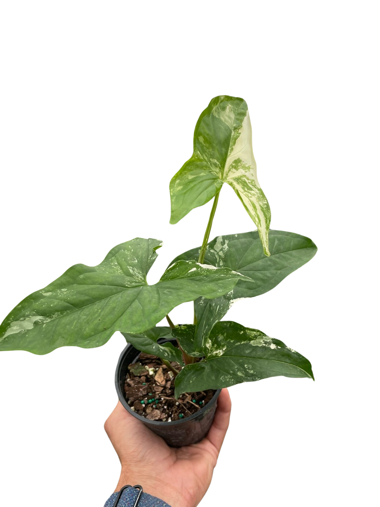 Syngonium &