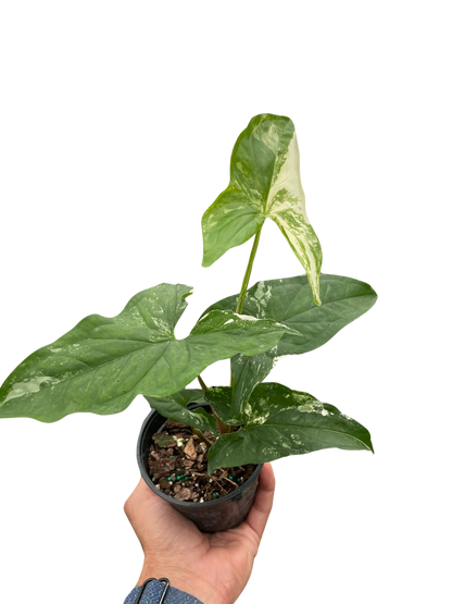 Syngonium &