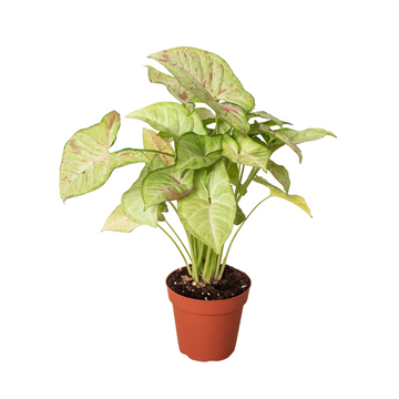 Syngonium &