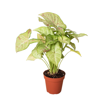 Syngonium &