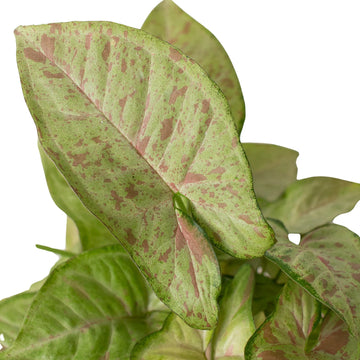 Syngonium &