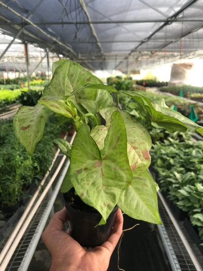 Syngonium &