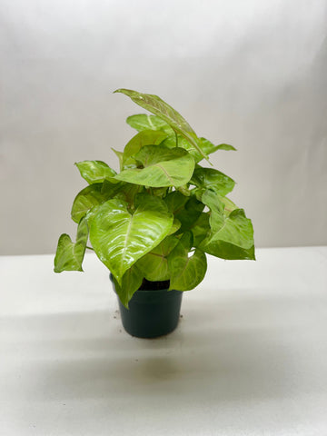 Syngonium Cream Allusion - Ethereal CompanyIndoor Plants
