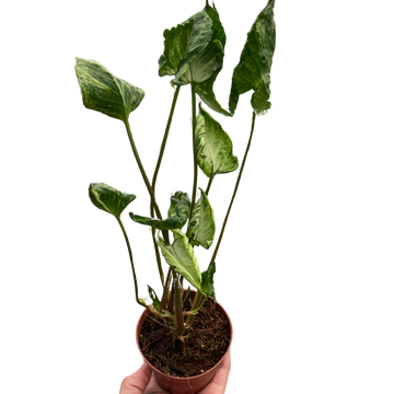 Syngonium &