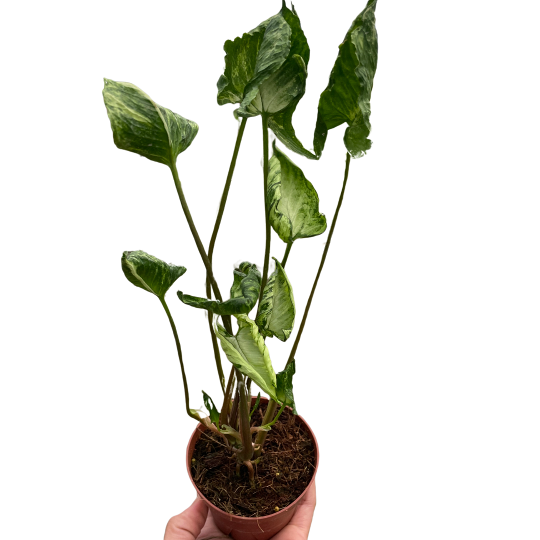 Syngonium &