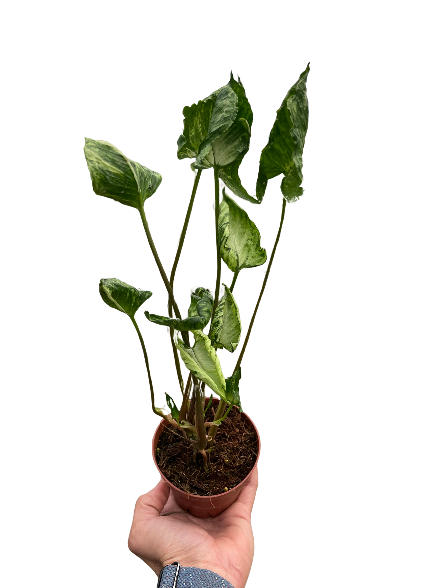 Syngonium &