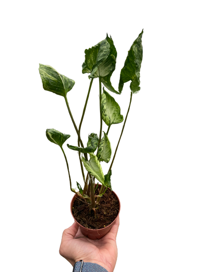 Syngonium &