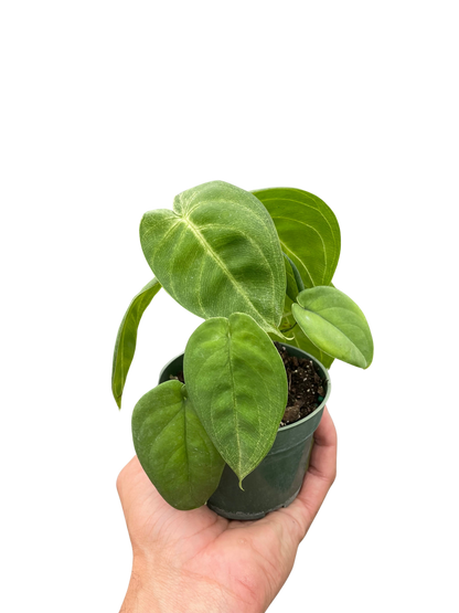 Syngonium &