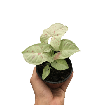 Syngonium &