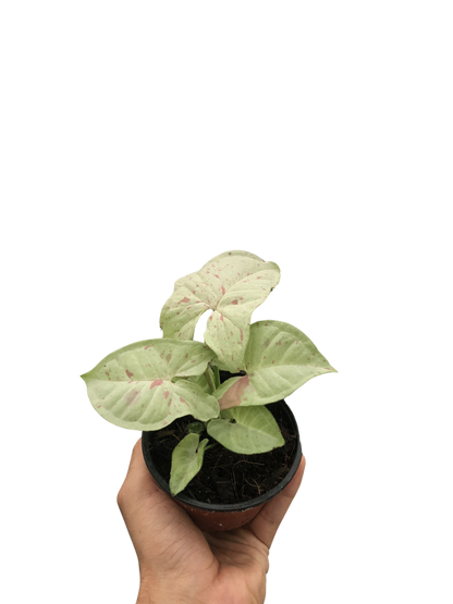 Syngonium &