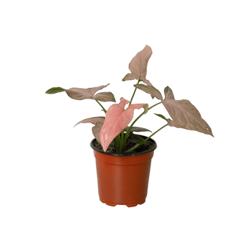 Syngonium &