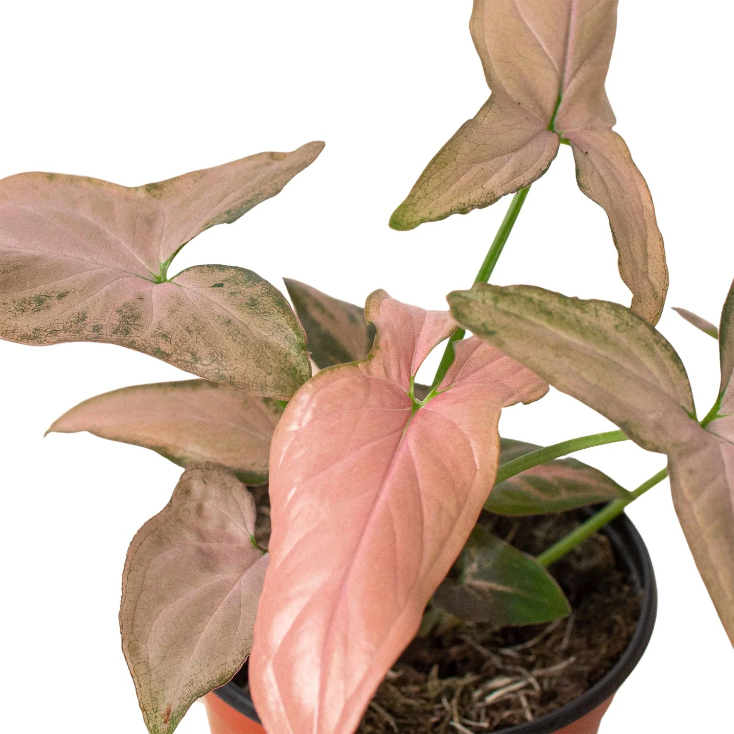 Syngonium &