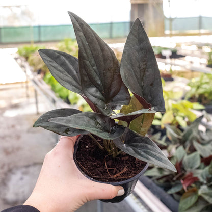 Syngonium &