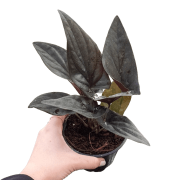Syngonium &