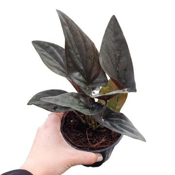 Syngonium &