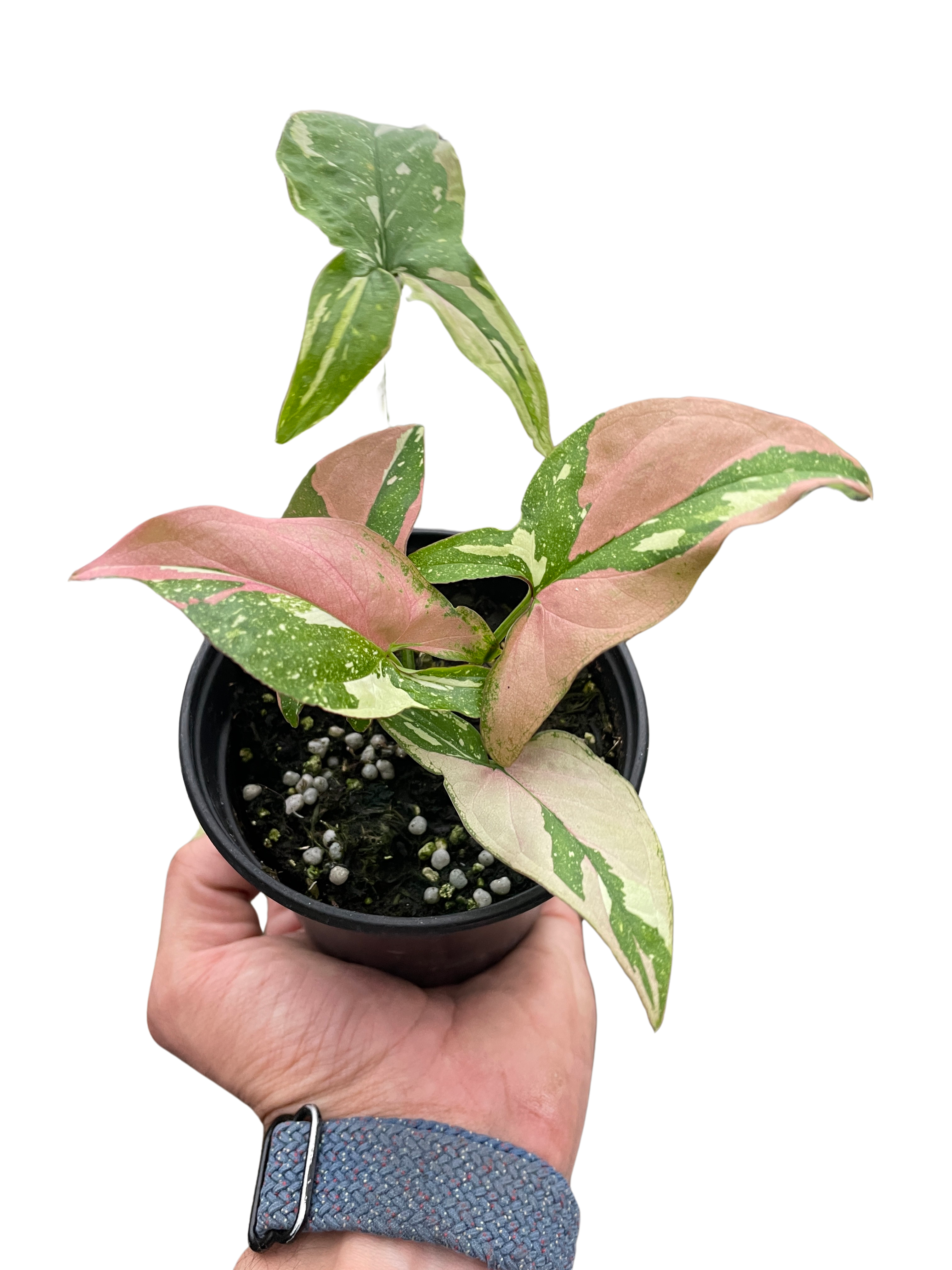 Syngonium &