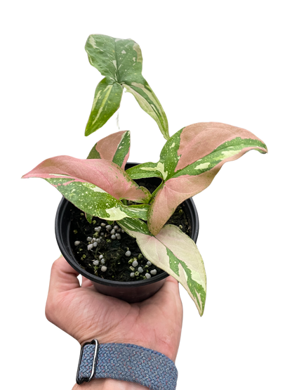 Syngonium &
