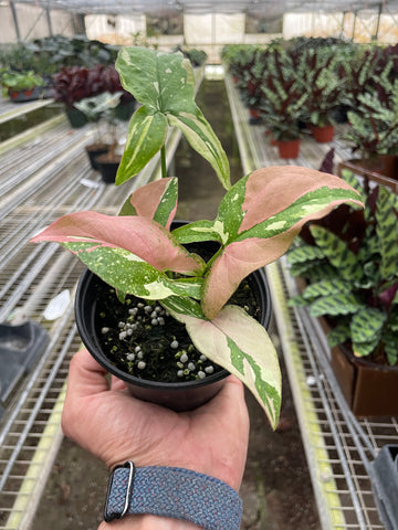 Syngonium &