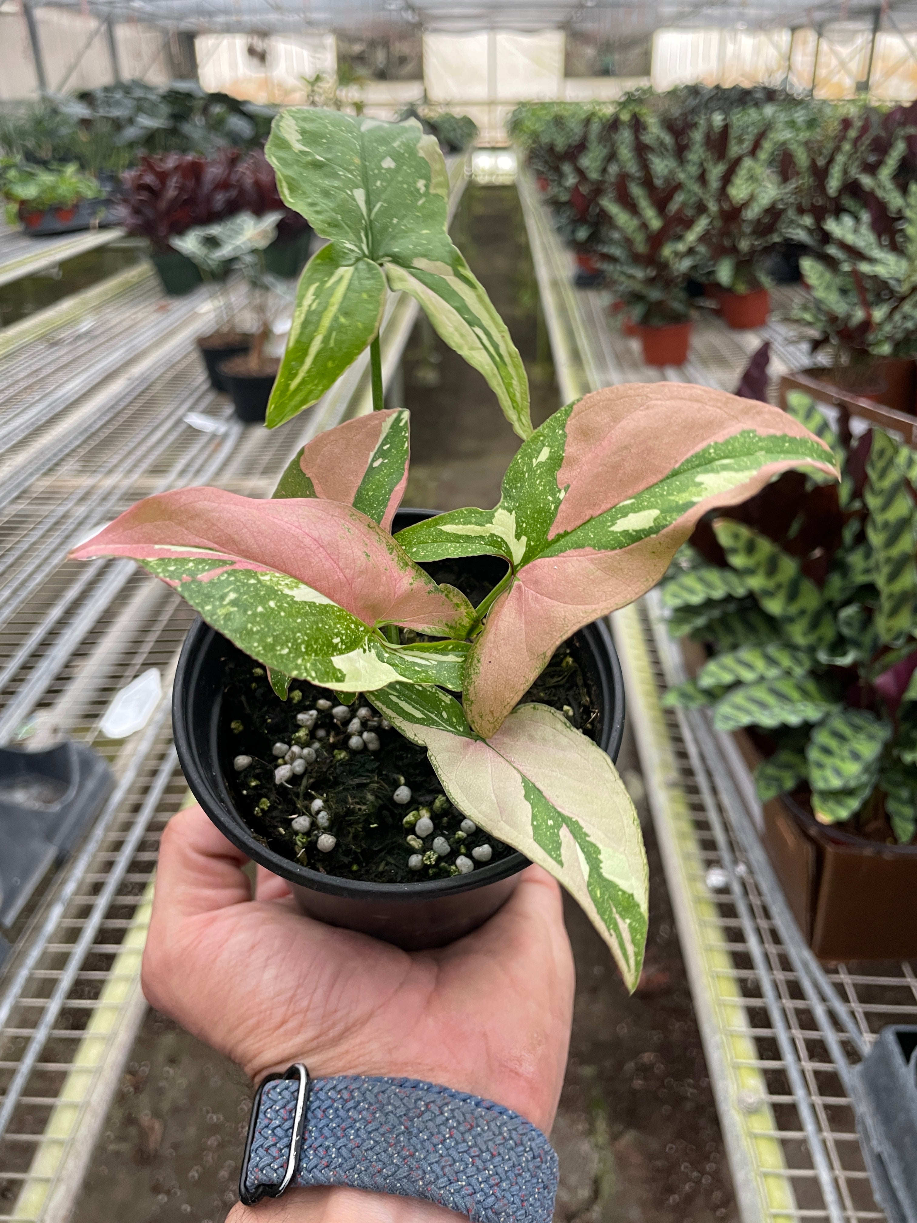 Syngonium &