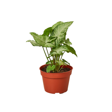 Syngonium White Butterfly