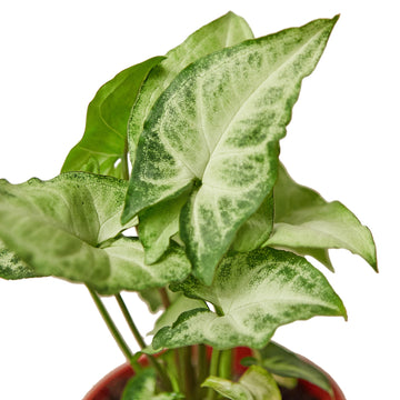 Syngonium White Butterfly - Ethereal Company-4" Plant