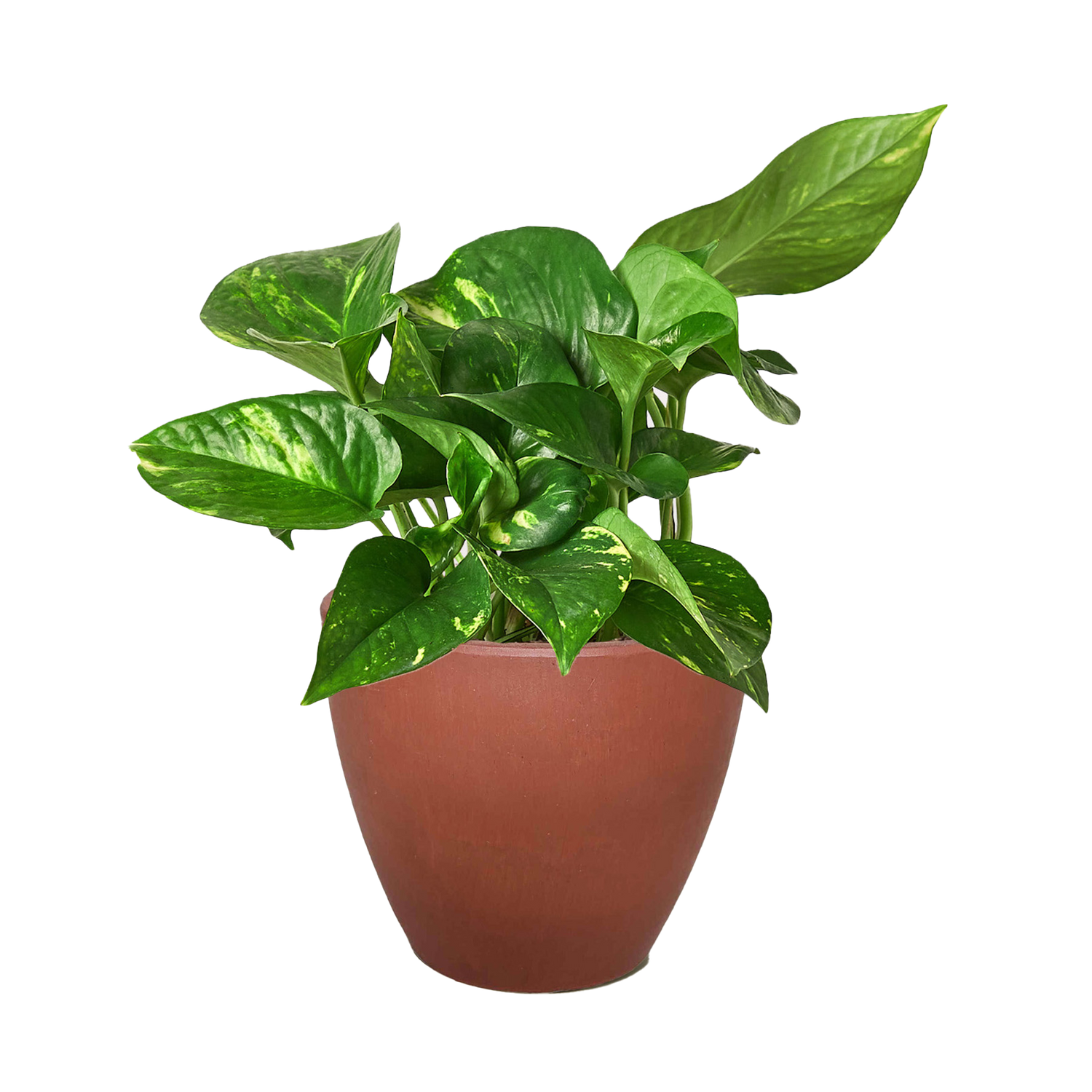 Pothos &