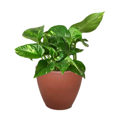 Pothos &
