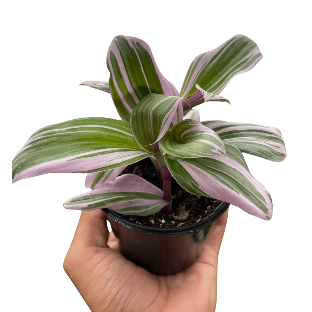 Tradescantia &
