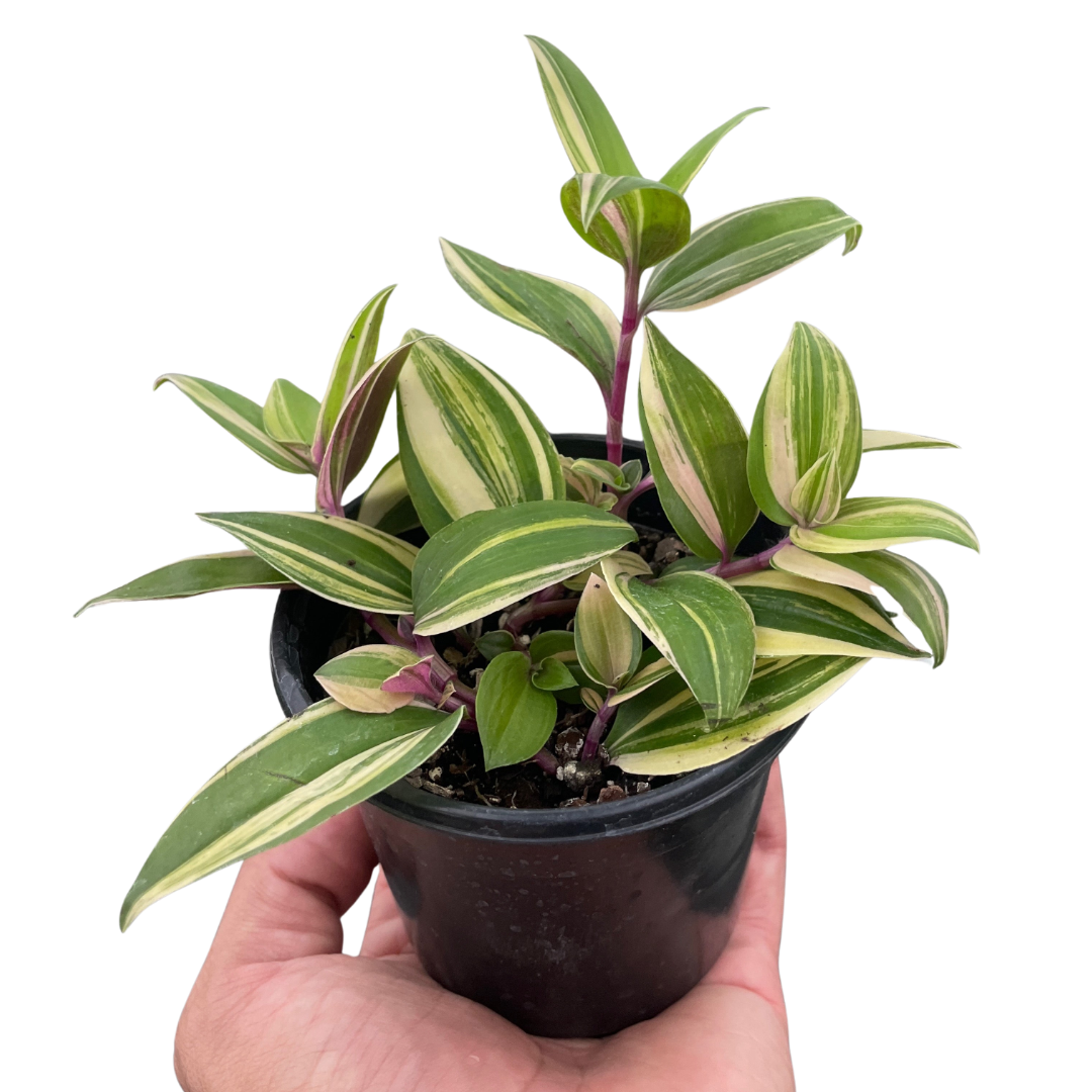 Tradescantia &